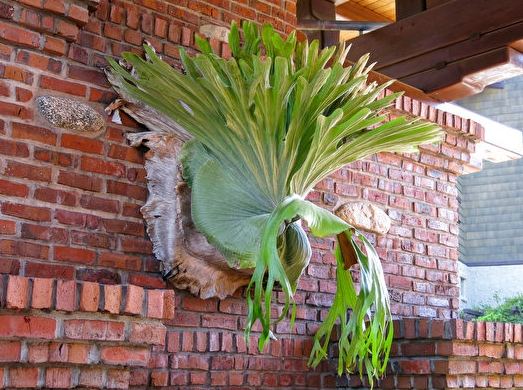 鹿角蕨繁殖季節