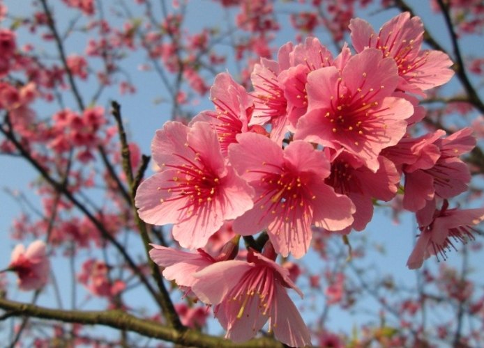 櫻花種植技巧 櫻花種植技巧