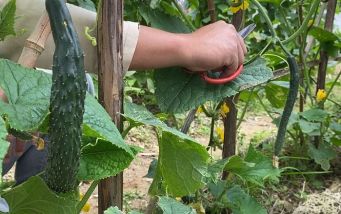 胡瓜修剪方法 胡瓜修剪方法