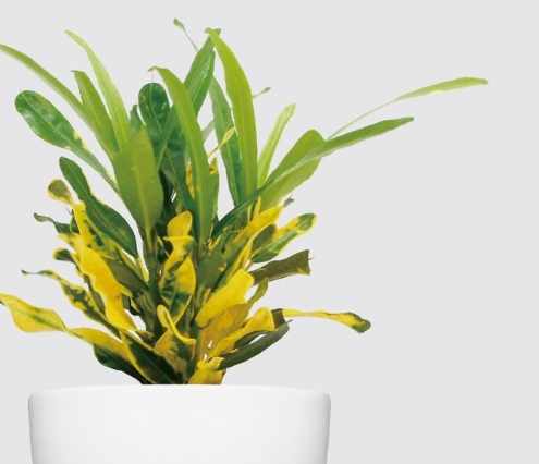 金鑽植物開花方法