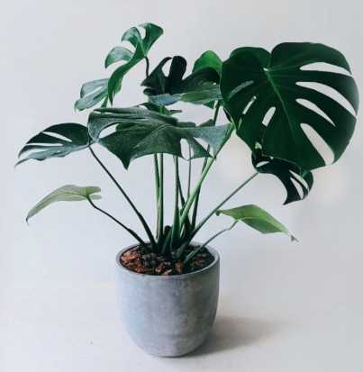 龜背芋氣根作用 龜背芋氣根作用