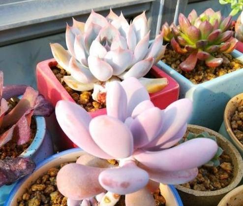 多肉生長週期 多肉生長週期