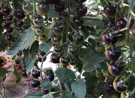 黑柿番茄什麼時候種