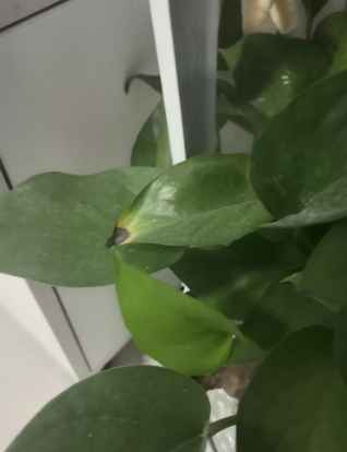 黃金葛葉片黑點 黃金葛葉片黑點