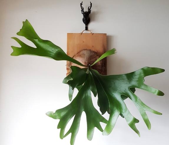 植物換板技巧 植物換板技巧