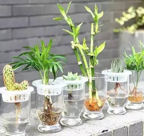 水培植物新手教程