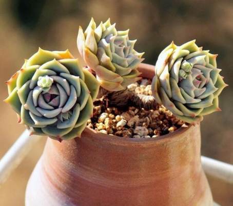 多肉植物澆水頻率 多肉植物澆水頻率