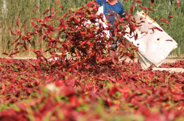 辣椒開花授粉技巧 辣椒開花授粉技巧
