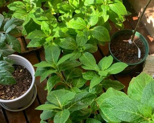 土壤發霉處理 土壤發霉處理