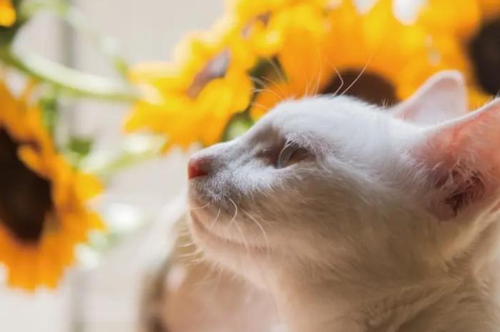 蓮花對貓有毒 蓮花對貓有毒