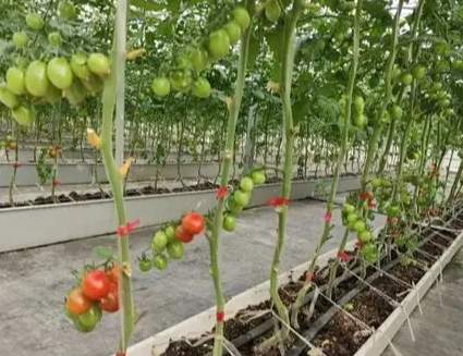 番茄管理技術 番茄管理技術