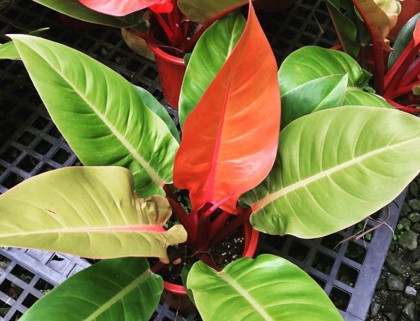 帝王蔓綠絨養護方法 帝王蔓綠絨養護方法