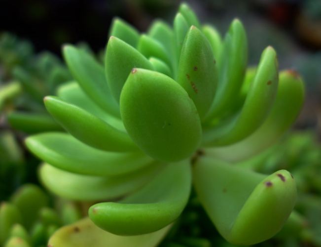 植物軟趴趴原因 植物軟趴趴原因