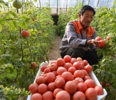 牛番茄成熟判斷 牛番茄成熟判斷