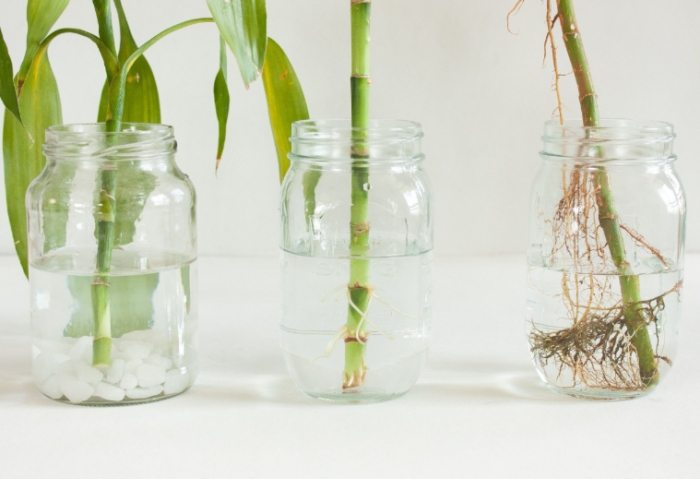 植物生根粉DIY 植物生根粉DIY