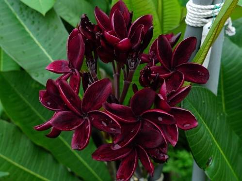 雞蛋花種植方法 雞蛋花種植方法