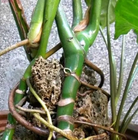 龜背竹氣根照顧 龜背竹氣根照顧