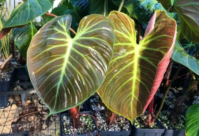 紅苞喜林芋種植 紅苞喜林芋種植