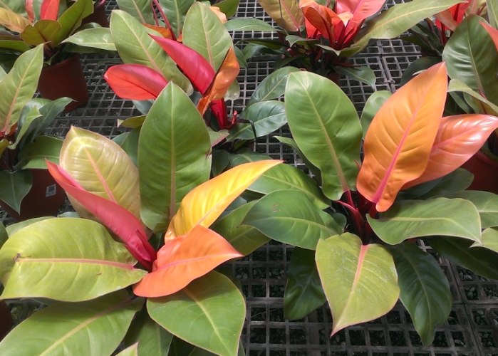 彩虹蔓綠絨種植指南 彩虹蔓綠絨種植指南