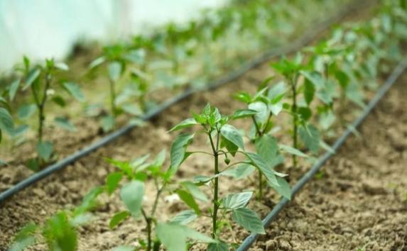 辣椒育苗時間 辣椒育苗時間