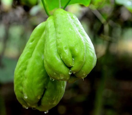 佛手瓜食用禁忌