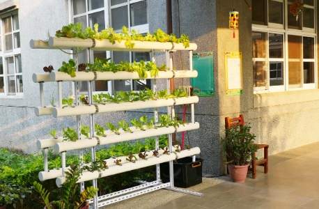 陽台水耕蔬菜種植