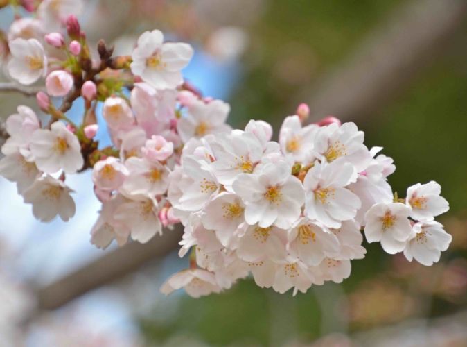 櫻花種植方法 櫻花種植方法
