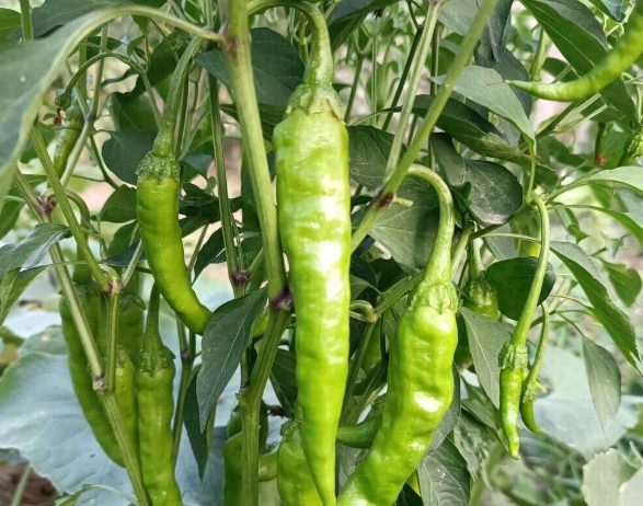 辣椒開花期管理
