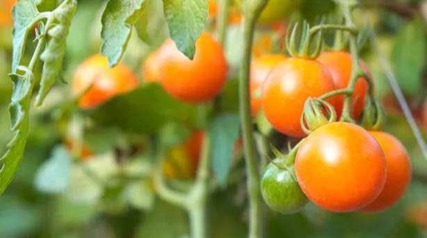 黃金番茄品種 黃金番茄品種