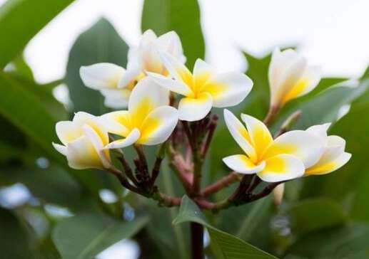 雞蛋花繁殖方法 雞蛋花繁殖方法