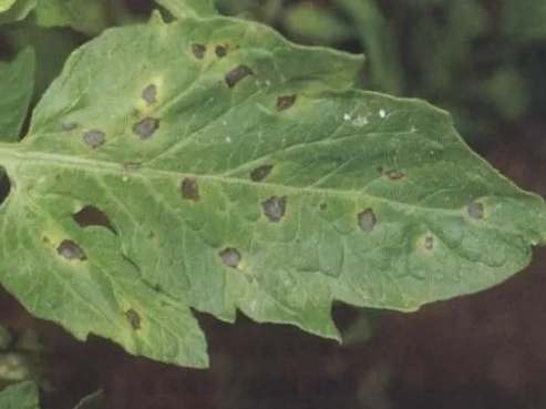 早疫病症狀 早疫病症狀