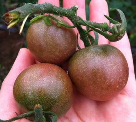 黑柿番茄什麼時候種