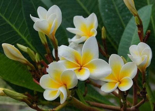 鷄蛋花養護 鷄蛋花養護