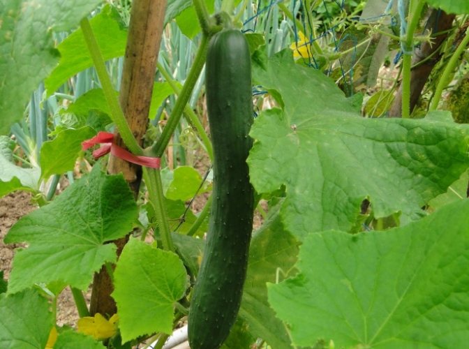 黃瓜生長溫度 黃瓜生長溫度