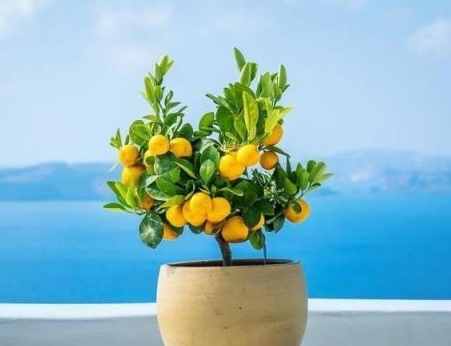 植物開花不結果 植物開花不結果