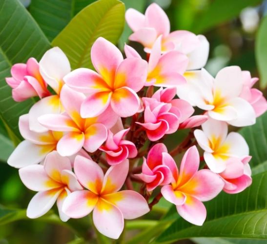 雞蛋花中毒處理 雞蛋花中毒處理