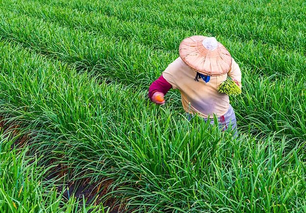 農產品採收時機