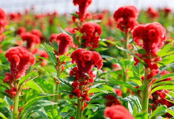 火焰雞冠花 種植