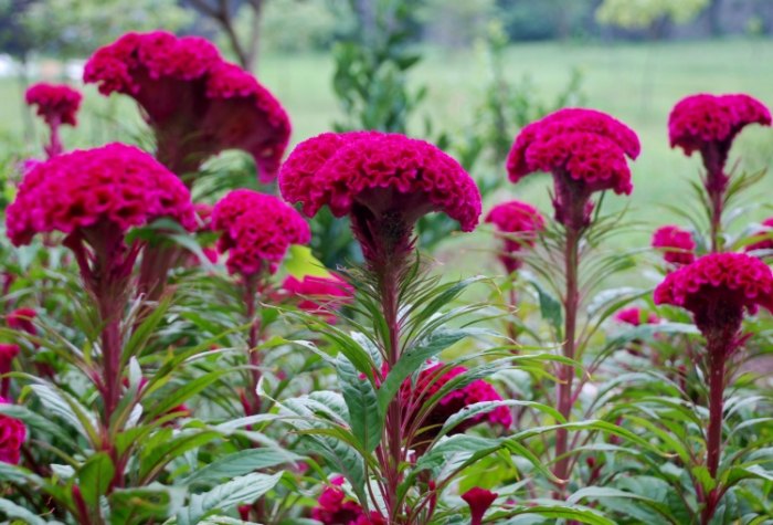 火焰雞冠花 養護