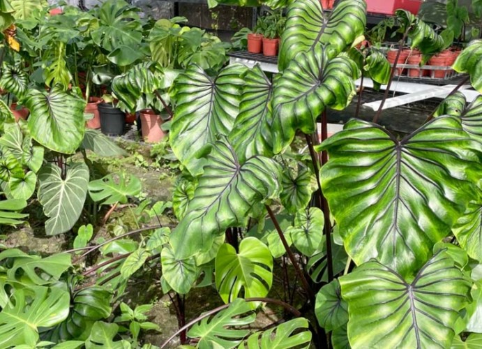 龜背芋葉子發霉 龜背芋葉子發霉