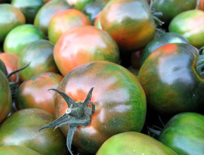 台灣黑柿番茄栽培