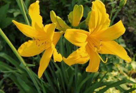 長日照植物種類