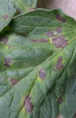 晚疫病防治 晚疫病防治