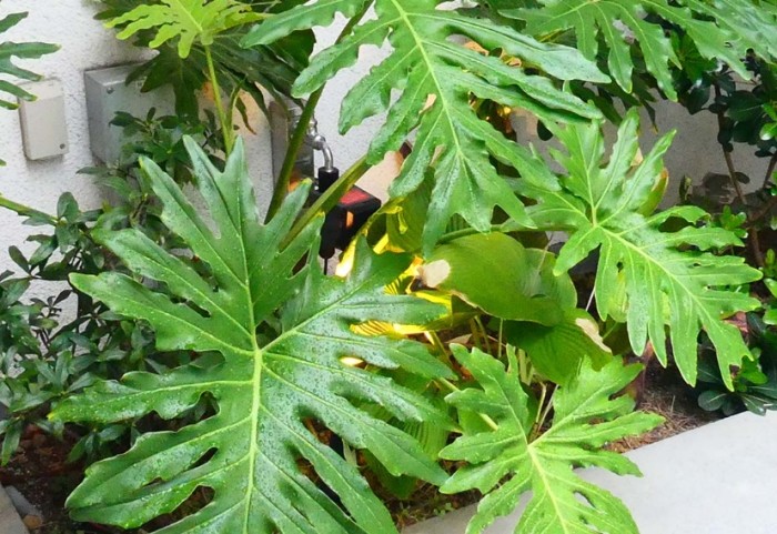 園藝養護技巧 園藝養護技巧