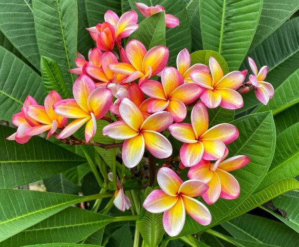 雞蛋花扦插 雞蛋花扦插