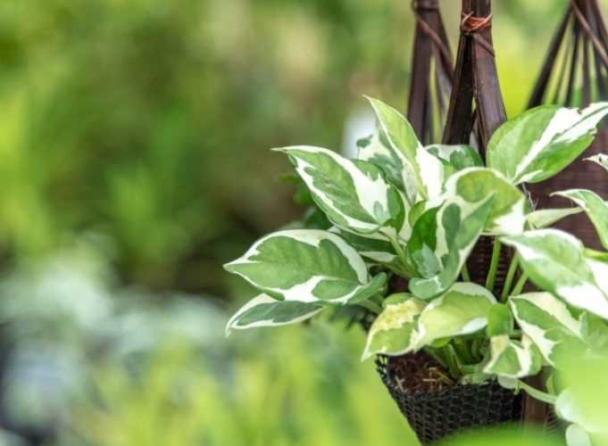 樹木枯黃防治 樹木枯黃防治