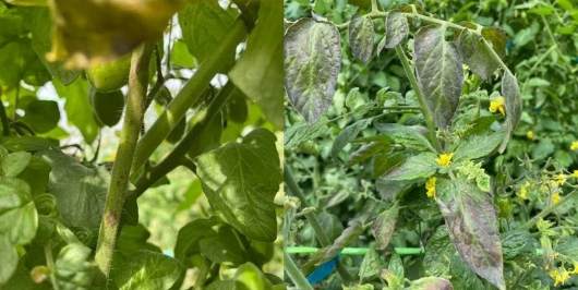 番茄葉子紫色原因 番茄葉子紫色原因