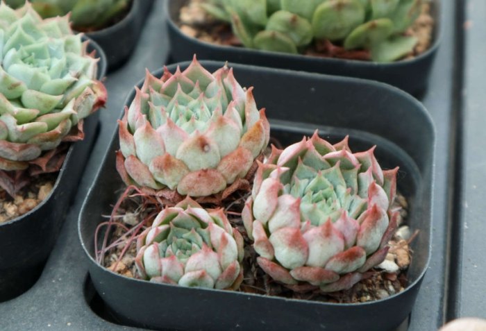 多肉葉子變皺原因 多肉葉子變皺原因