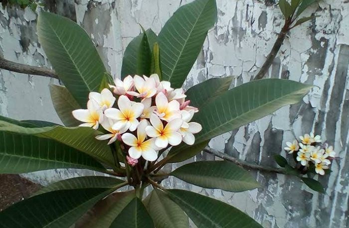 雞蛋花護理方法