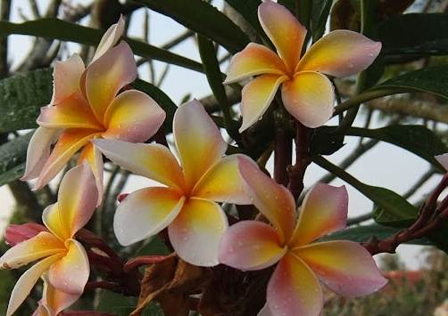 雞蛋花食用 雞蛋花食用